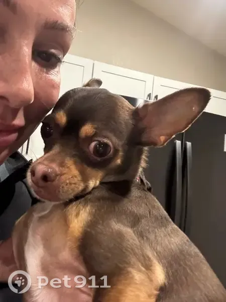 Found Собака, North 83rd Avenue, Glendale - Brown Chihuahua female - photo