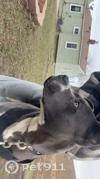 Found Собака Male, Joy Road, Detroit - grey collar with hazel eyes - photo