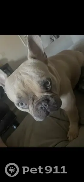 Lost Собака, Male, San Juan Avenue, Jacksonville - Fawn or tan - photo