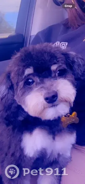 Lost Собака, Male, North Pointe Apartment Homes, Long Beach - Black with white patches - photo