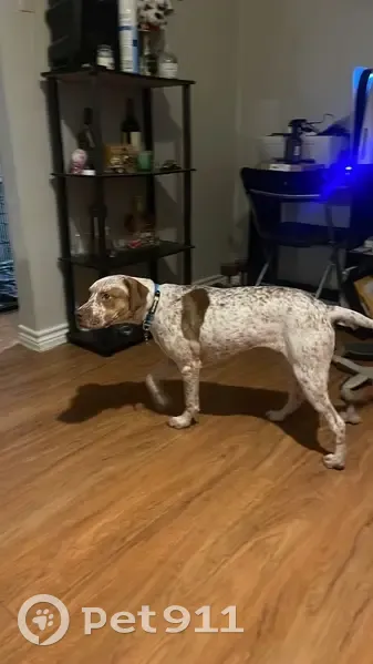 Lost Собака, Dixwell Avenue, 246 -48, Hamden - wearing a camo collar - photo