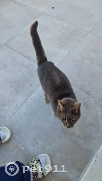 Trouvé chat, Allée du Plateau, 48, Le Raincy - photo