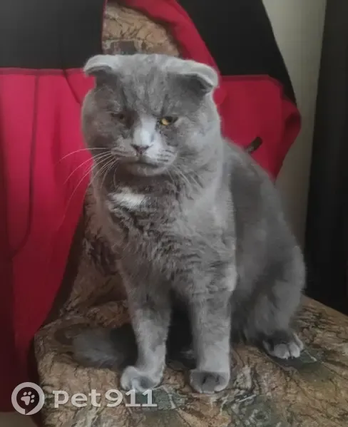 Зникла кішка в Бучі: допоможіть знайти! - photo