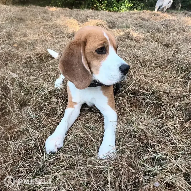 Lost Dog Alert: Wentworth Rd, Burwood - photo