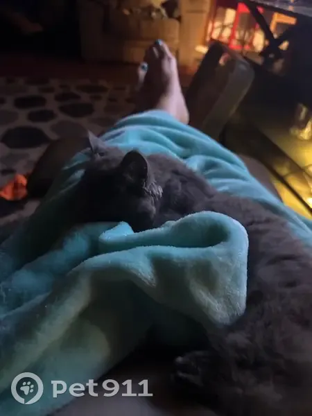 Lost Кошка, Female, Rock Barn Road Northeast, 4754, Claremont - Grey with fluffy tail - photo