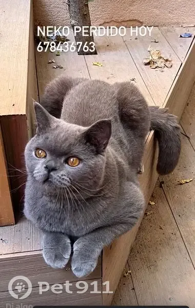 ¡Gato Gris Perdido en Carrer Isern, Lleida! - photo