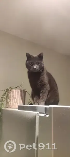 Perdu chat mâle, Rue Pierre de Ronsard, Durtal, Paris - Oscar est gris, pucé - photo