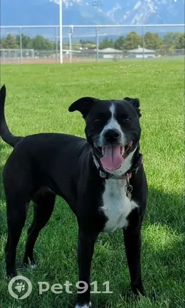 Lost Dog, Female, Heyburn, Idaho - ESA animal, pink collar - photo