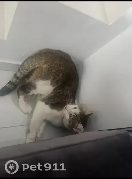 Gata Perdida en Benijófar: ¡Ayuda! - photo