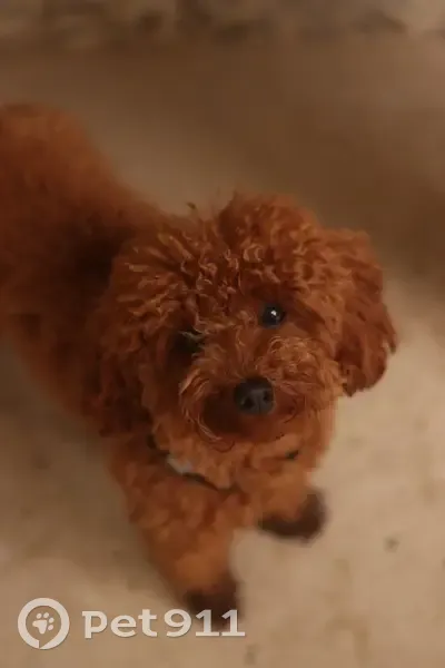 ¡Recompensa! Busca a Matilda, caniche toy perdida - photo