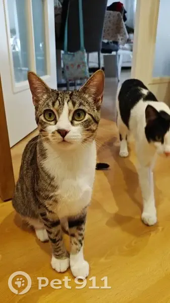 Buscamos a Gato Perdido en Majadahonda - photo