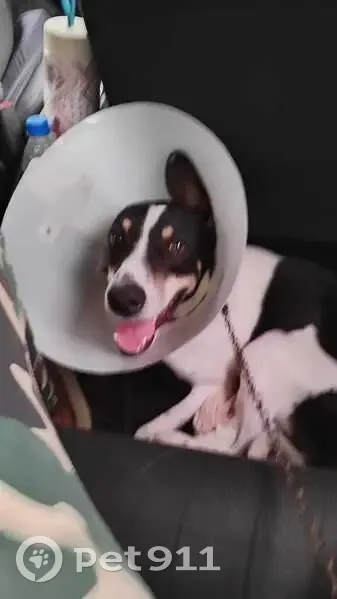 Cachorro perdido Macho (brl002462) - photo