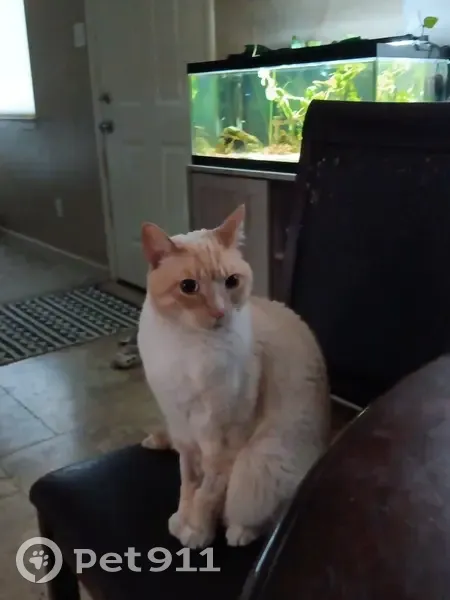 Lost Кошка, Angie Way, 2532, Rancho Cordova - WHITE FLAMEPOINT with health issues - photo