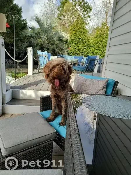 Found Собака Female, Sherbon Way, 7221, Wilmington - Brown mix labradoodle - photo