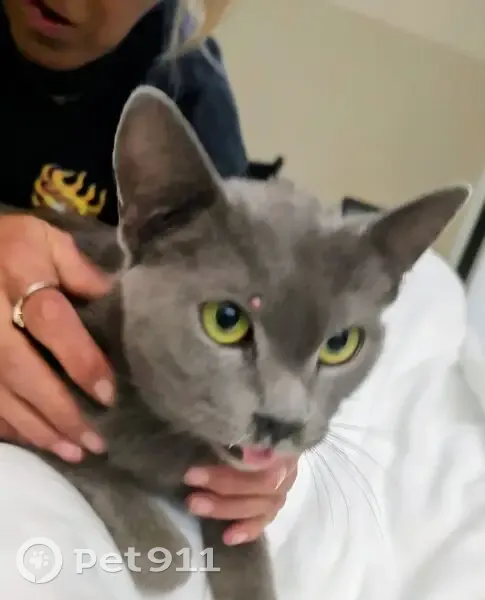 Lost Кошка, Mount Dora, Florida - Russian Blue with gold eyes - photo