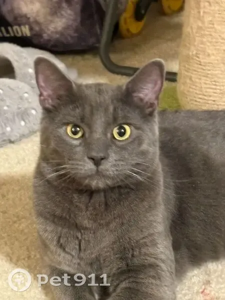 Lost Кошка, Halethorpe, MD 21227, Arbutus - gray/silver, chipped - photo