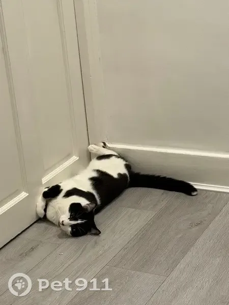 Lost Cat: Torch-Tailed, Nose-Scratched - photo