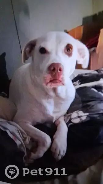 Lost Собака, Female, Lake Aluma - white with brown spot on right eye - photo