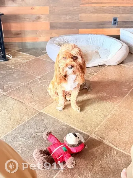 Lost Dog, Female, Santa Barbara Drive, 25, Sedona - brown with white patches - photo