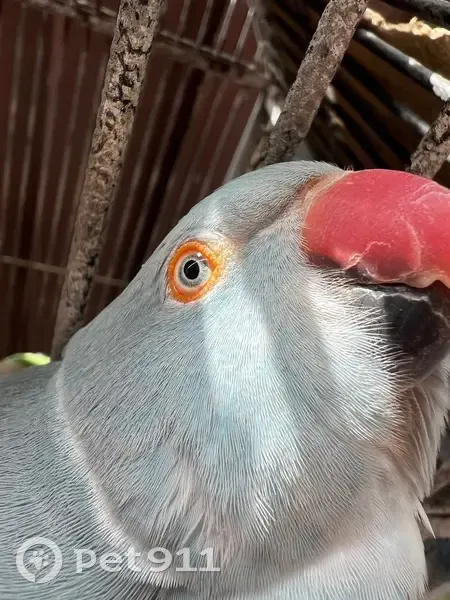 Lost Friendly Bird - McArthur St, Help! - photo