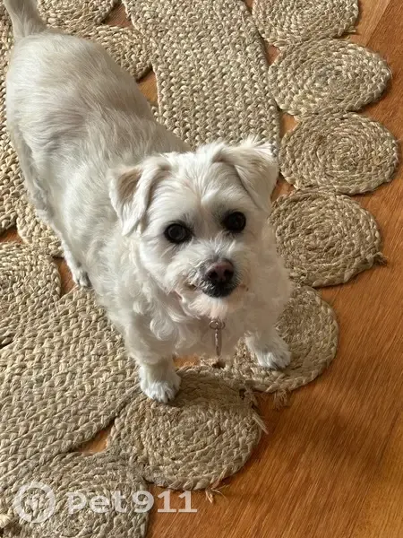 Lost: Small White Dog, No Teeth, Red Collar - photo