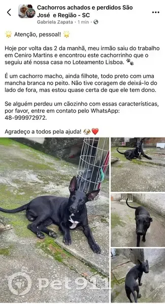 Cachorro encontrado Macho (brf002463) - photo