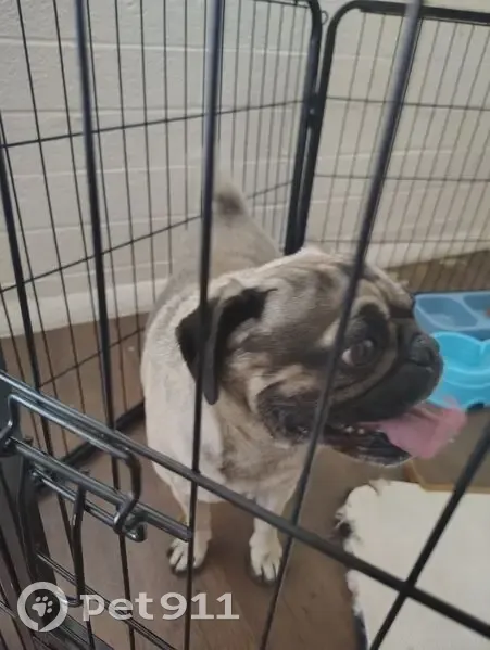 Found Собака, Male, Phoenix, Arizona - No collar - photo