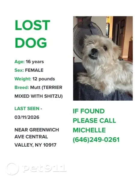 Lost Собака, Female, Greenwich Avenue, 40, Woodbury - goldish brown color - photo