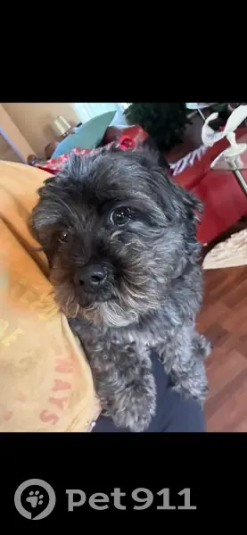 Lost Собака, Male, Courtland Lane, 465, Pickerington - black Shih Tzu poodle - photo