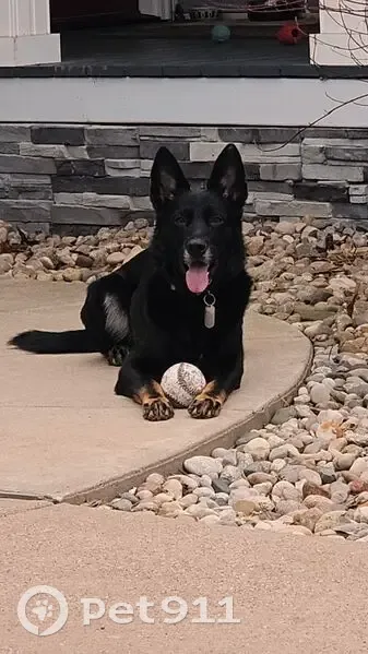 Lost Собака, Wetherby Road, 1375, Jackson - all black German Shepherd - photo