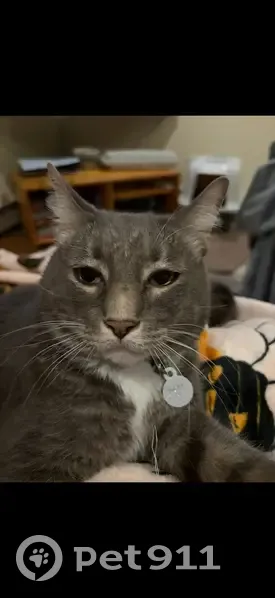 Lost кошка, North Wales, Pennsylvania - Grey and white with white stripes - photo