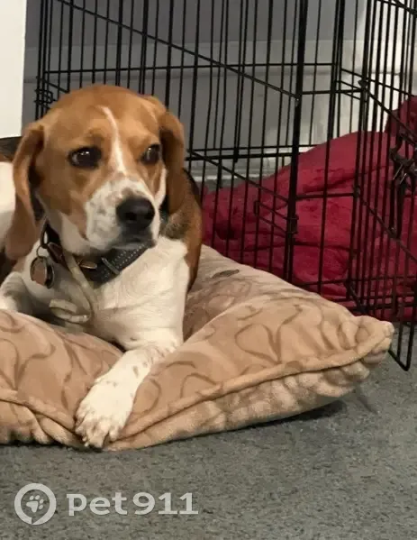 Lost Собака Female, North 12th Street, 4601, Philadelphia - photo