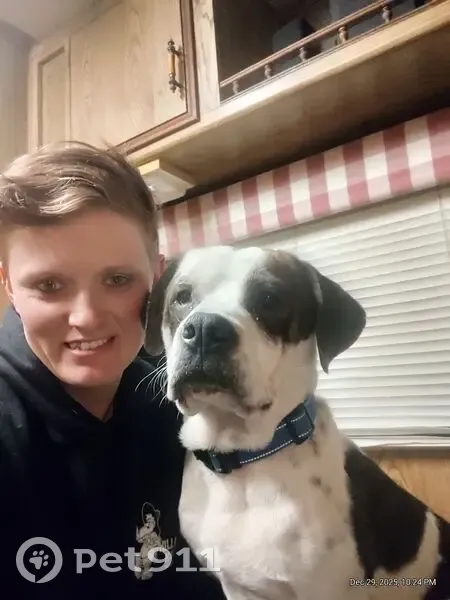 Lost Собака Male, Red Barn Road, 114, Hyndman - pitbull/beagle mix - photo