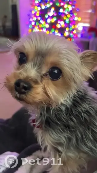 Lost Собака Female, Overlook Drive, 836, Alliance - miniature, black and silver coat - photo