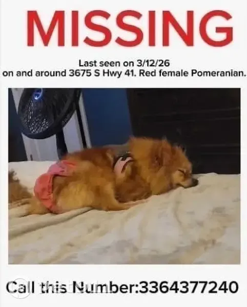 Lost Собака, Highway 41, Mullins, Miami - red female pomeranian, very scared of men - photo