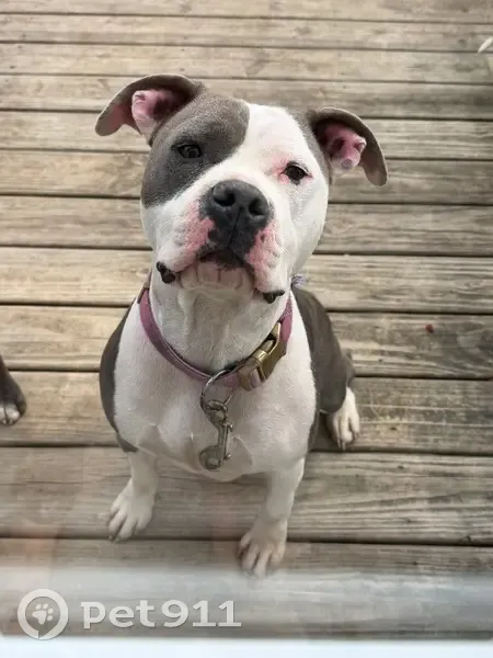 Found Собака Female, Palmyra, Indiana - pink collar - photo