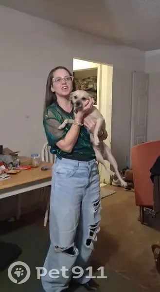 Lost Собака, Female, S Hampton Road, Red Bank, Lexington - Tan, small, older - photo