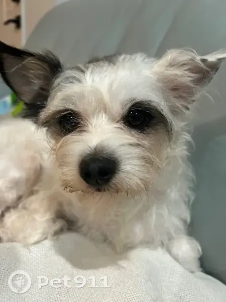 Found Собака, Female, South Dixie Highway, 3815, West Palm Beach - white with black right ear - photo