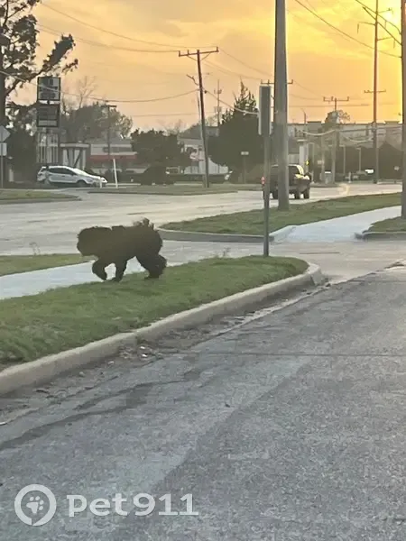 Found Собака, East Lindsey Street, 1201, Norman - black and matted - photo
