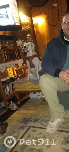 Lost Собака Female, Industrial Avenue, 6070, Washington Park, East St. Louis - White boxer without collar - photo