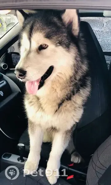 ¡Ayuda! Perro Bruce perdido en Villa General Roca - photo