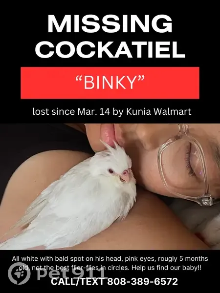 Lost Bird, Royal Kunia, Hawaii - Male cockatiel with bald spot - photo