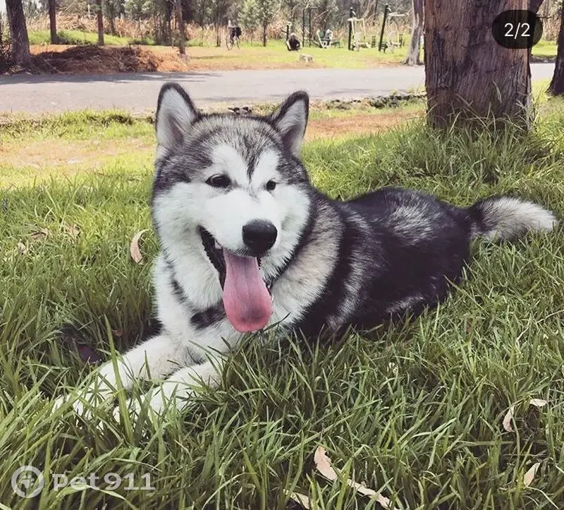 Perro perdido en CDMX: Bruce, con recompensa - photo