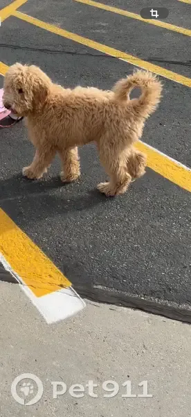 Lost Собака, West 3100 South, 4450, West Valley City - светло-коричневый с двумя пластинами на ошейнике - photo