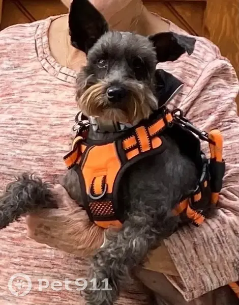 Lost Собака, Female, Hillhead Court, 111, Aiken - black with white tips - photo