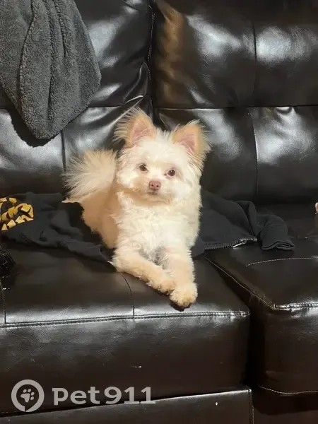 Lost Собака, Male, Fuselage Avenue, 1200, Middle River - tan/cream color - photo