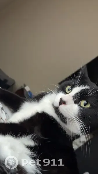 Lost Кошка, Lancaster Pike, 480, Circleville - Male with purple flea collar - photo