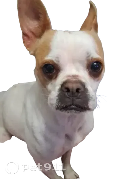 Found Собака, Female, Sylvan Drive, 1500, Hurst - medium sized with brown spots - photo