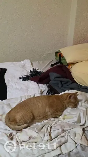 Lost Senior Ginger Tabby Needs Meds - photo