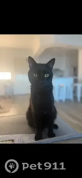 Lost Black Cat: 4.5-Year-Old Male - photo